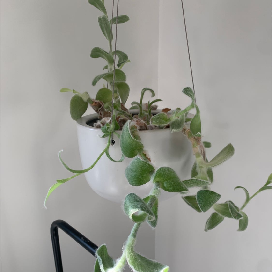 Photo of the plant species White Velvet by @OverseerRuby named Window lover on Greg, the plant care app