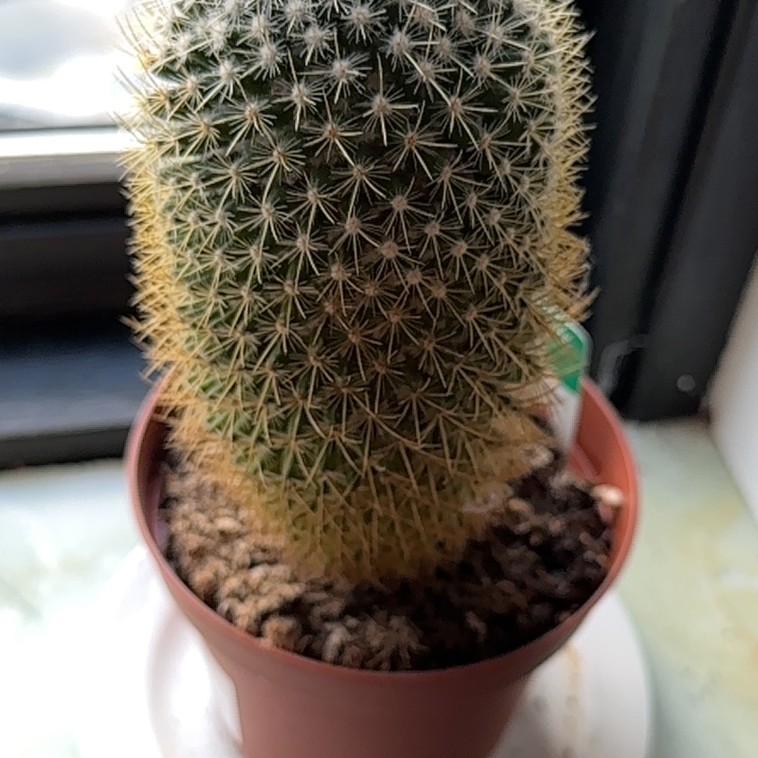 Rainbow Pincushion uploaded to the Greg plant app by @BabyMaylily