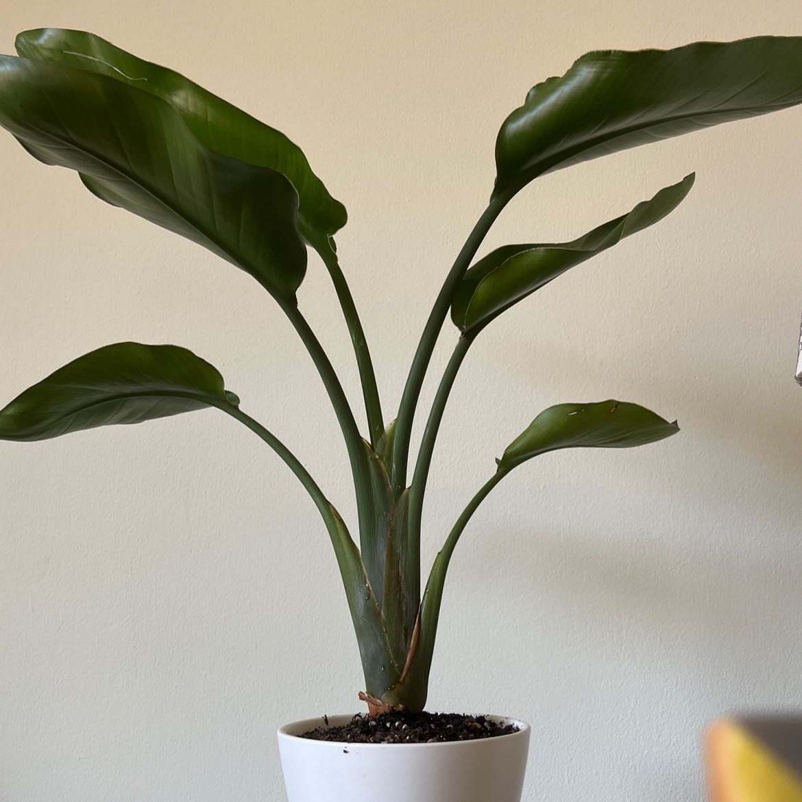 Photo of the plant species White Bird of Paradise by @PotentialBetel named White bird of paradise on Greg, the plant care app