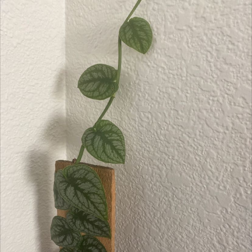 Photo of the plant species Velvet Shingler Monstera by @TopdrawerYuzu named Dubi dubi on Greg, the plant care app