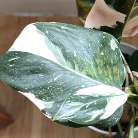 Photo of the plant species Philodendron 'White Wizard' by @Marcelle1234 named Kesha on Greg, the plant care app