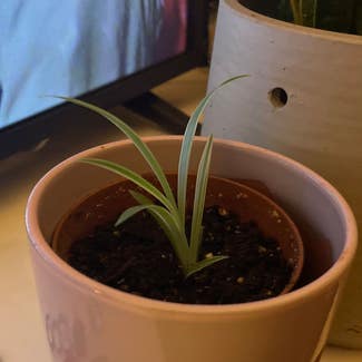 Spider Plant plant in Newcastle upon Tyne, England