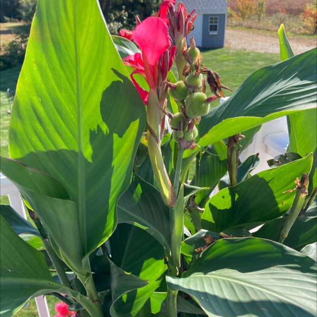 Photo of the plant species Canna Lily by @SisterAtom named Your plant on Greg, the plant care app