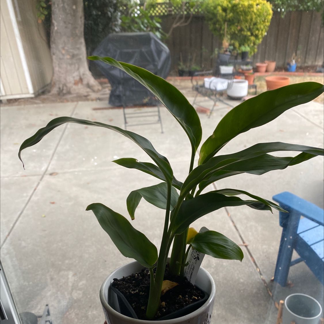 Plant care for False Aemygdiana Heliconia on Greg, the plant care app