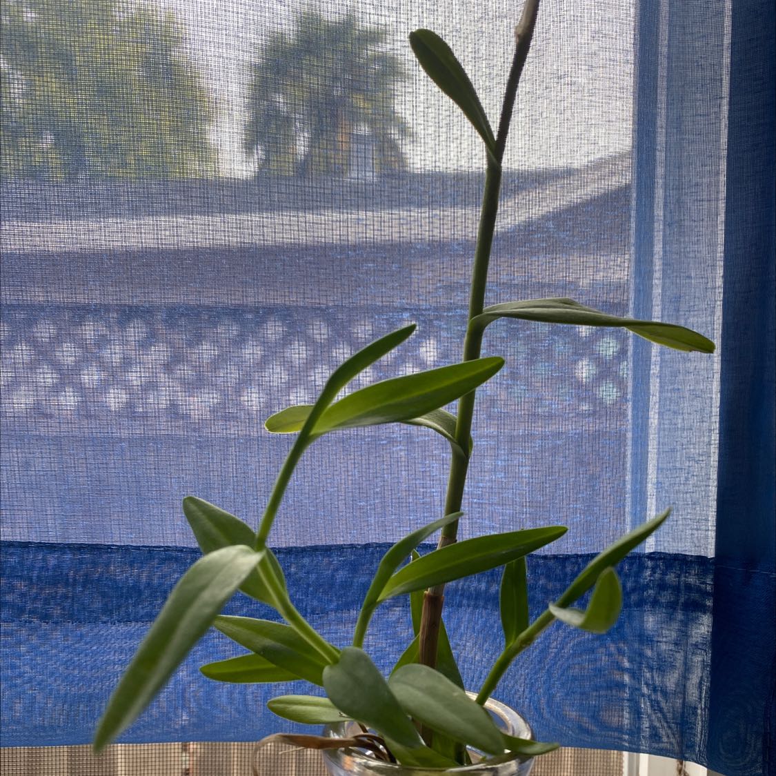 Fire Star Orchid plant with elongated green leaves in a transparent container near a window.