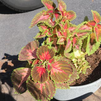 Coleus plant in Middlesex, New Jersey