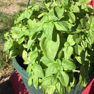 Sweet Basil plant in Middlesex, New Jersey