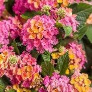 Lantana plant in Middlesex, New Jersey