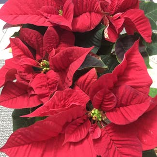 Poinsettia plant in Middlesex, New Jersey