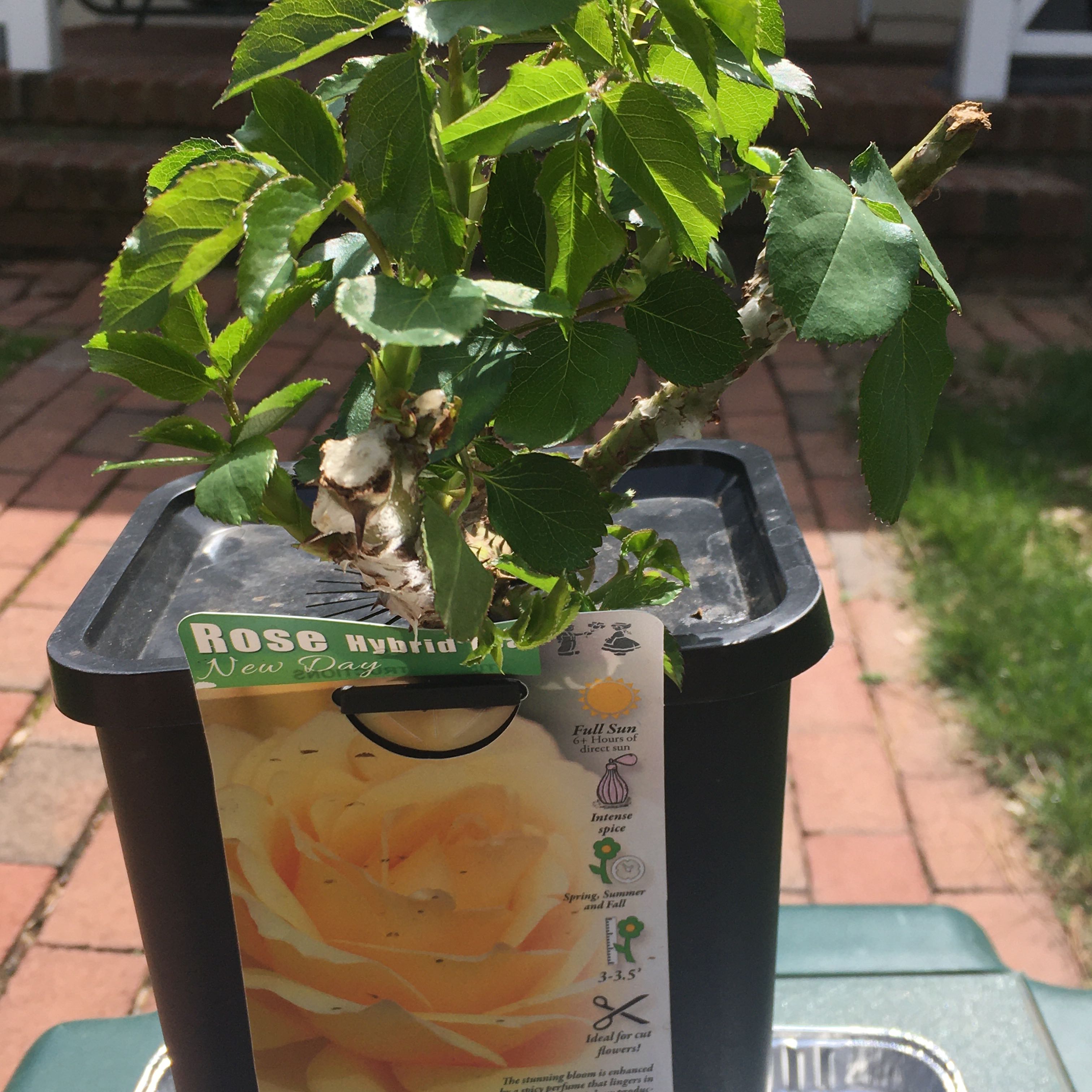 New Day Hybrid Yellow Rosebush