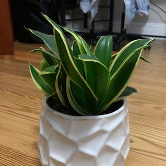 Snake Plant plant in New Brunswick, New Jersey