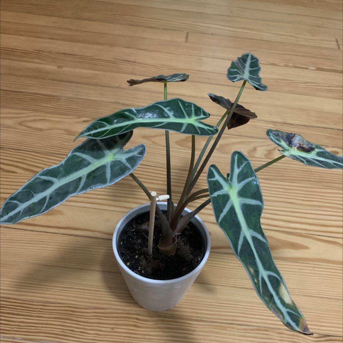 Photo of the plant species Alocasia Polly Plant by @SpunkyTutsan named Your plant on Greg, the plant care app