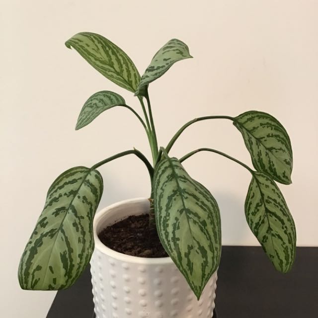 Photo of the plant species Chinese Evergreen 'Silver Queen' by @mlongiii named Silver Queen on Greg, the plant care app