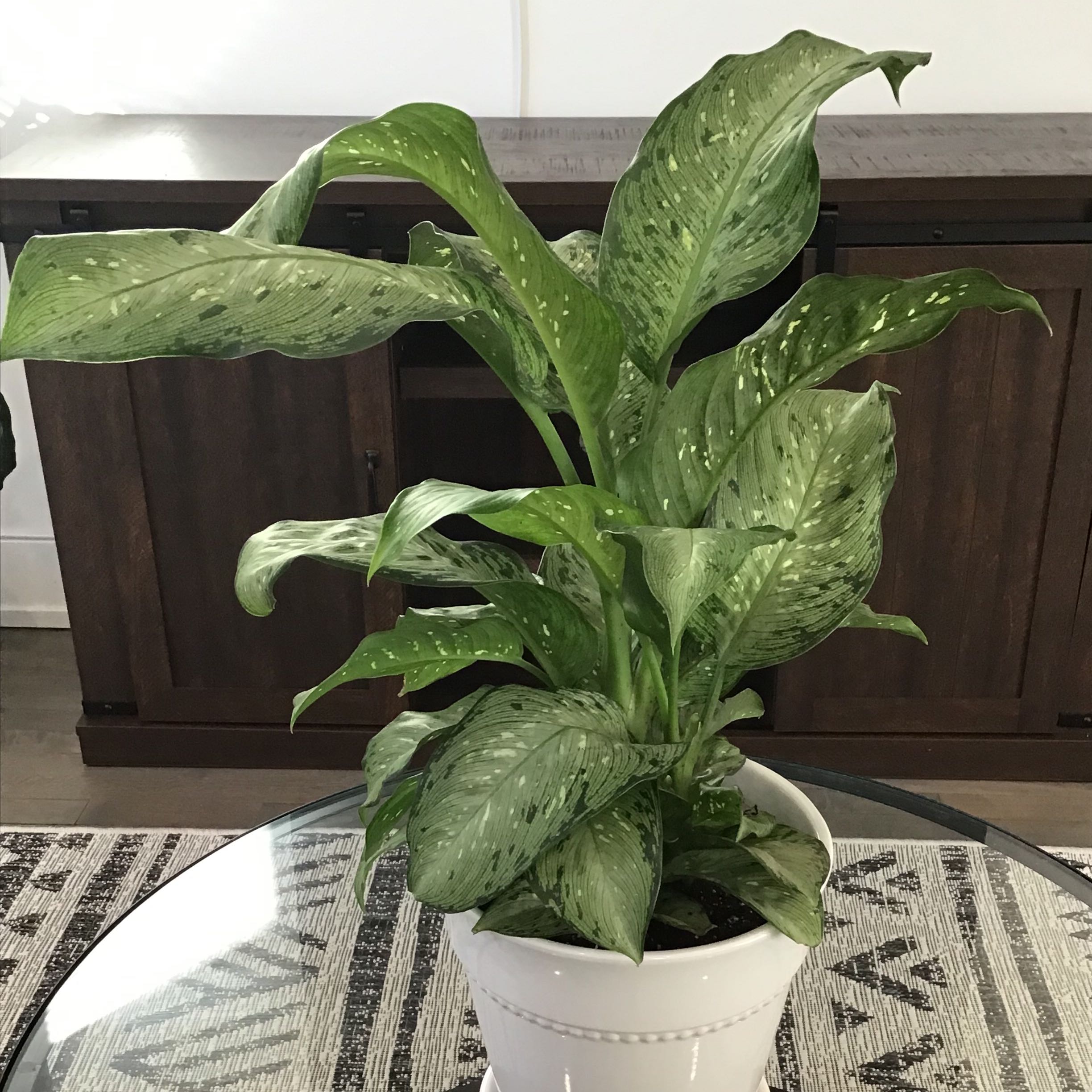 Dieffenbachia 'Memoria Corsii' plant in a white pot on a glass table, healthy with vibrant green leaves.