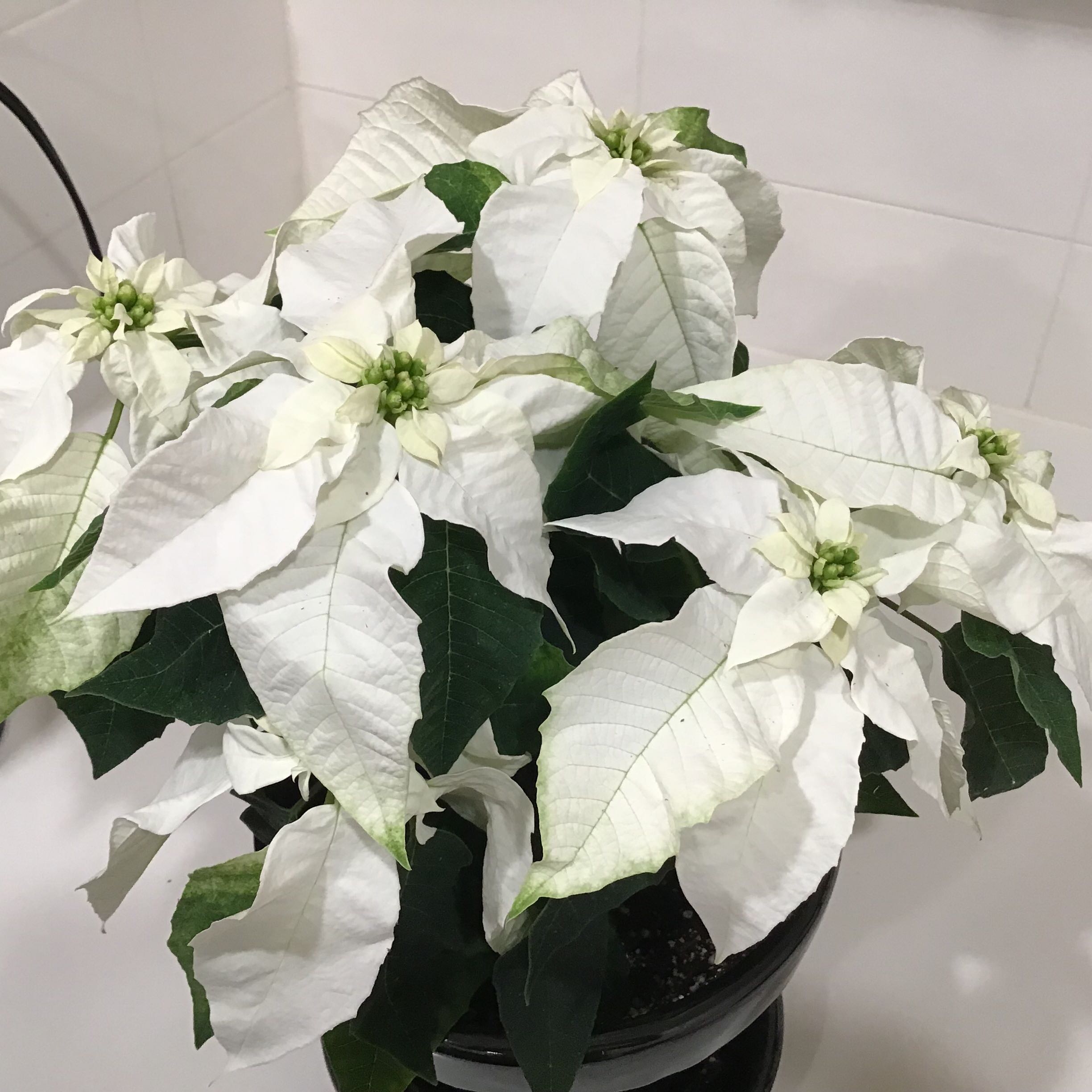 Photo of the plant species Poinsettia by @mlongiii named White Princettia on Greg, the plant care app