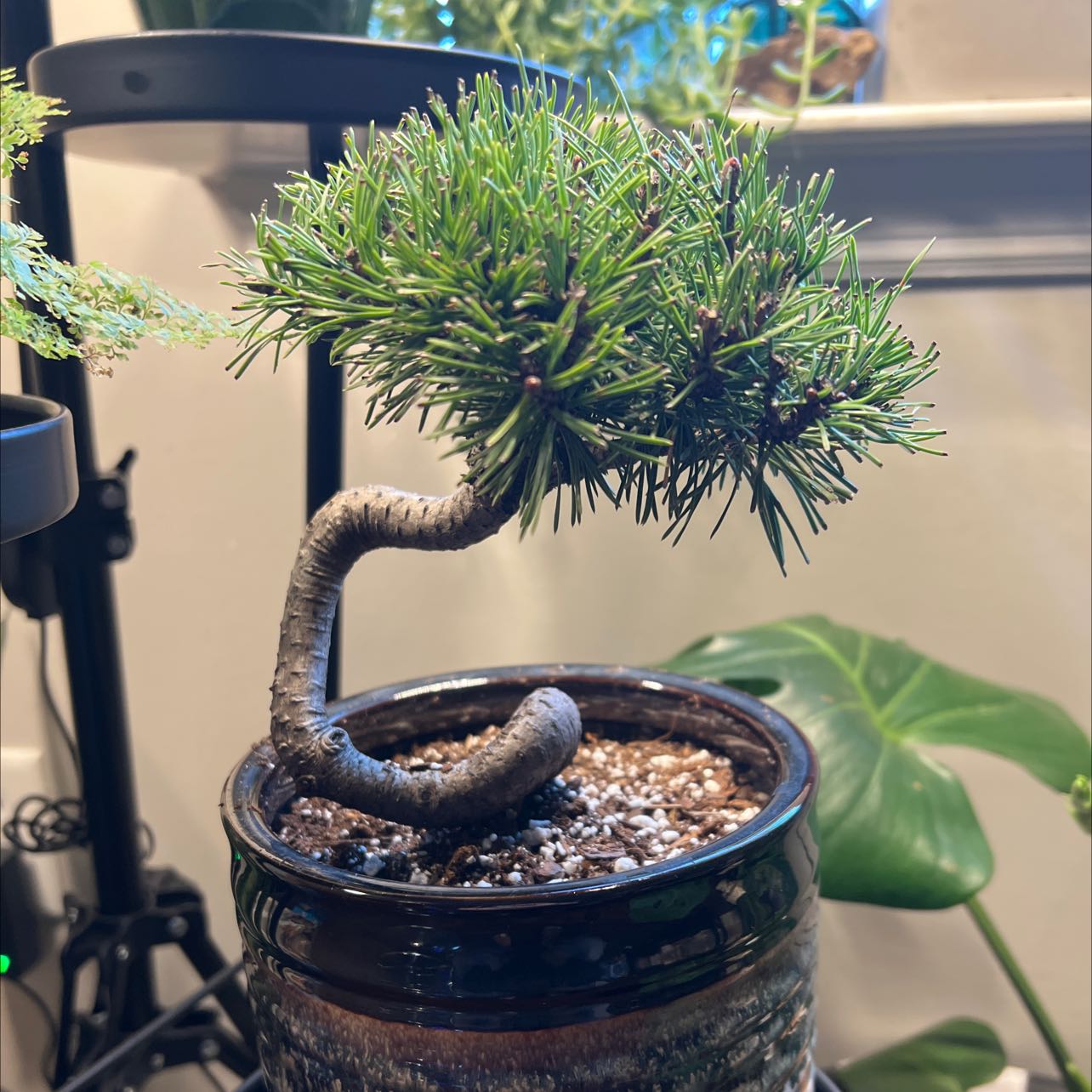 Dwarf Mountain Pine in a pot with healthy green needles and visible soil.