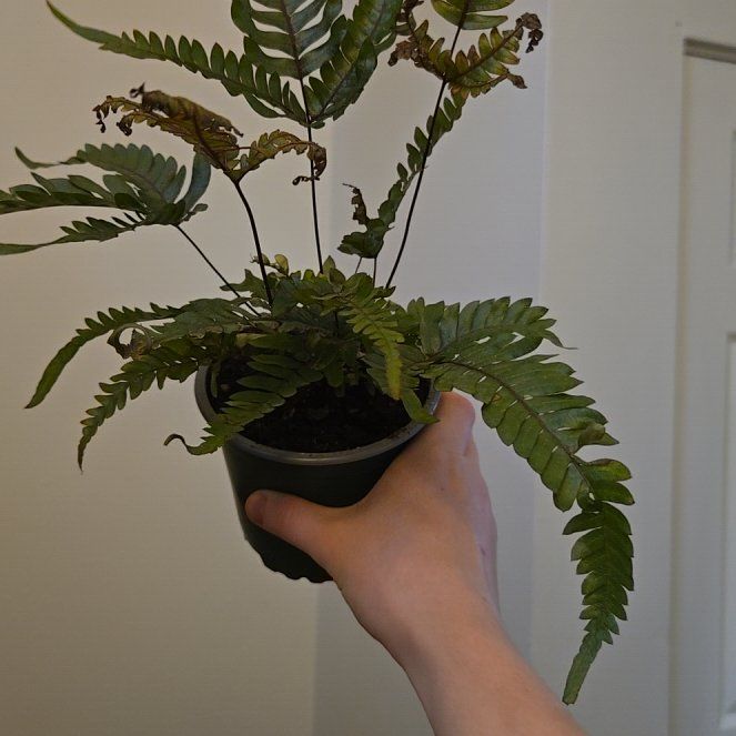 Photo of the plant species Autumn Fern by @ClubbyRadish named Maya on Greg, the plant care app