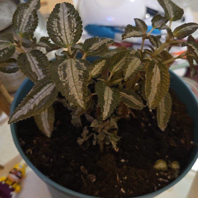 Photo of the plant species Variegated Aluminum Plant by @ClubbyRadish named Sahara on Greg, the plant care app