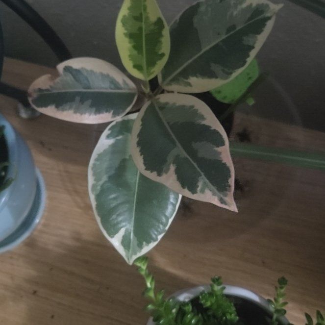 Photo of the plant species Ficus Decora by @ClubbyRadish named Gaga on Greg, the plant care app
