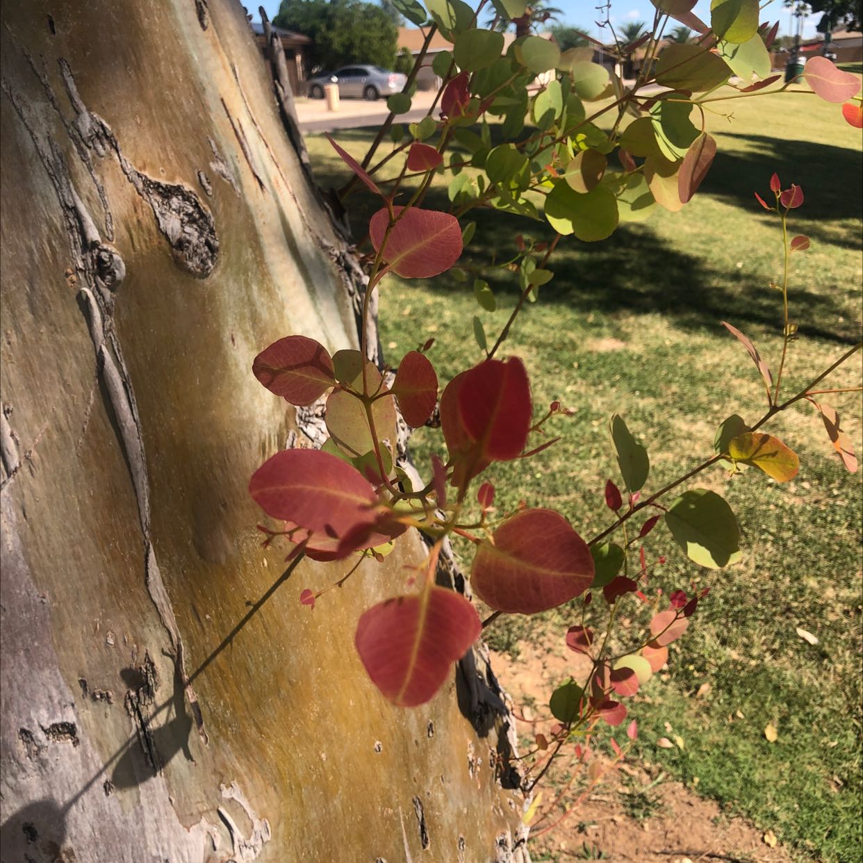 Branch of a Smokebush plant with reddish leaves against a tree trunk.