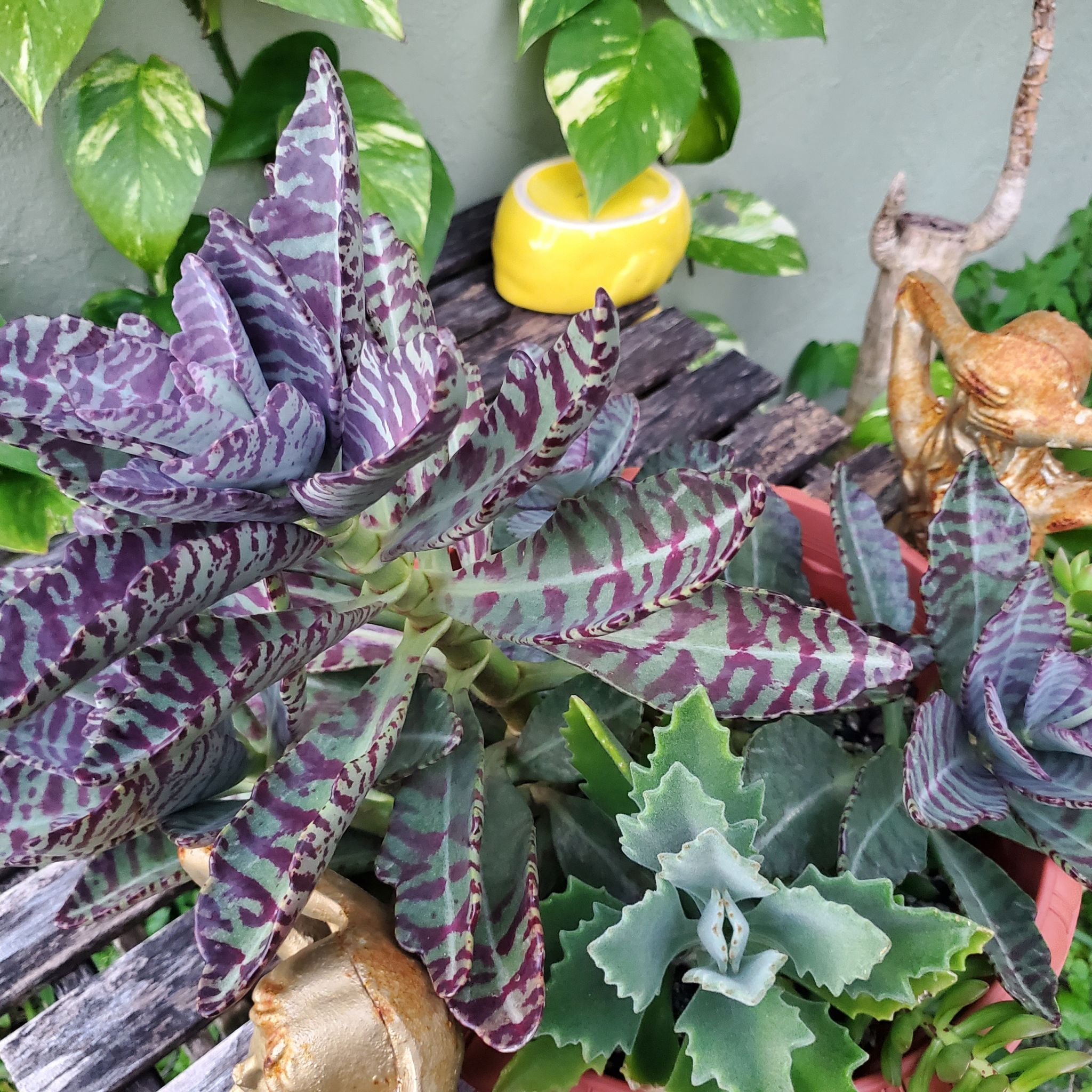 Planty3
