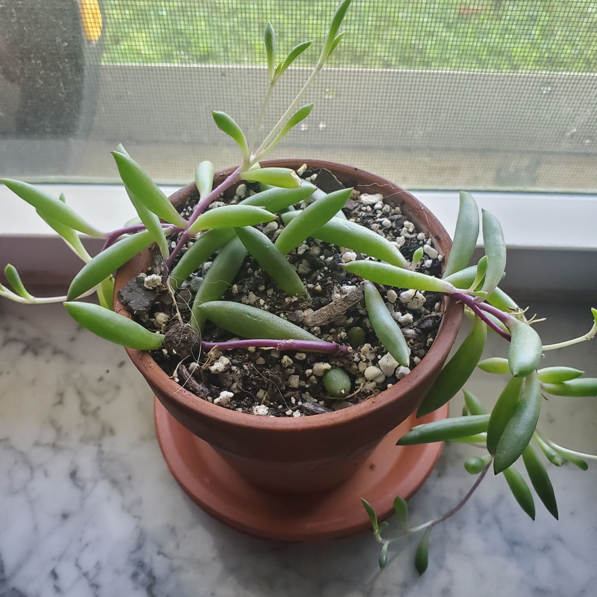 Potted Shoreline Sea Purslane on a windowsill with visible soil and healthy succulent leaves.