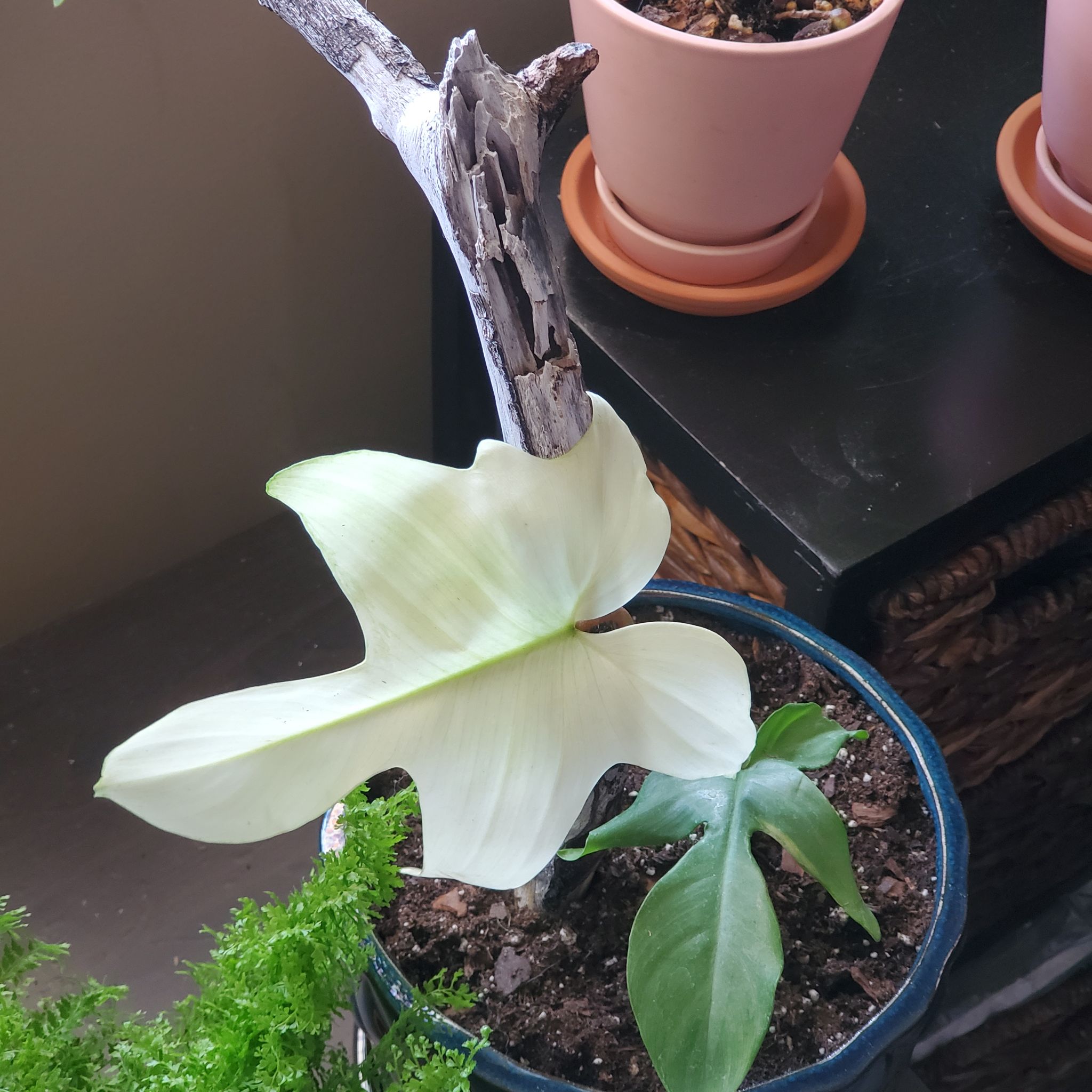 Florida Ghost