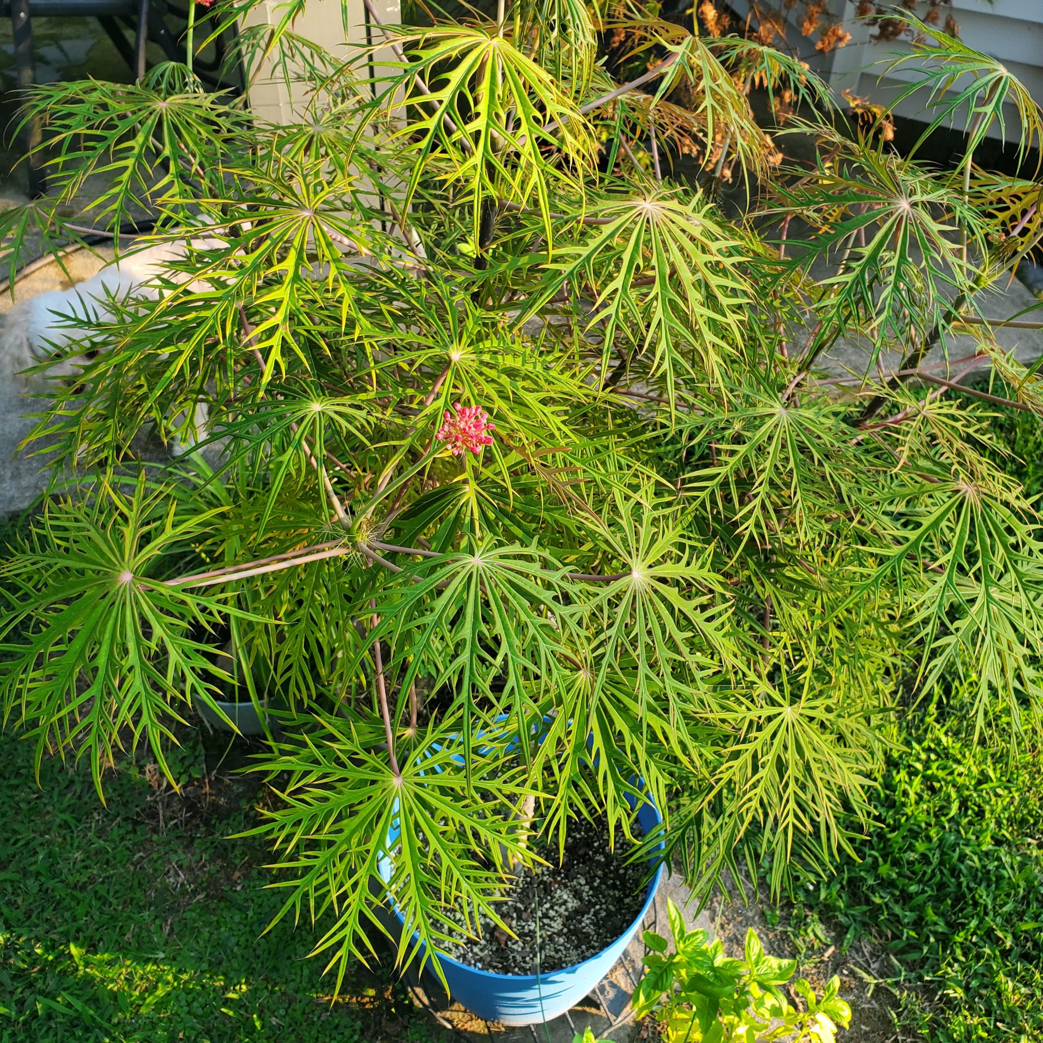 Photo of the plant species Jatropha multifida by @Katiekinns named Emerson on Greg, the plant care app