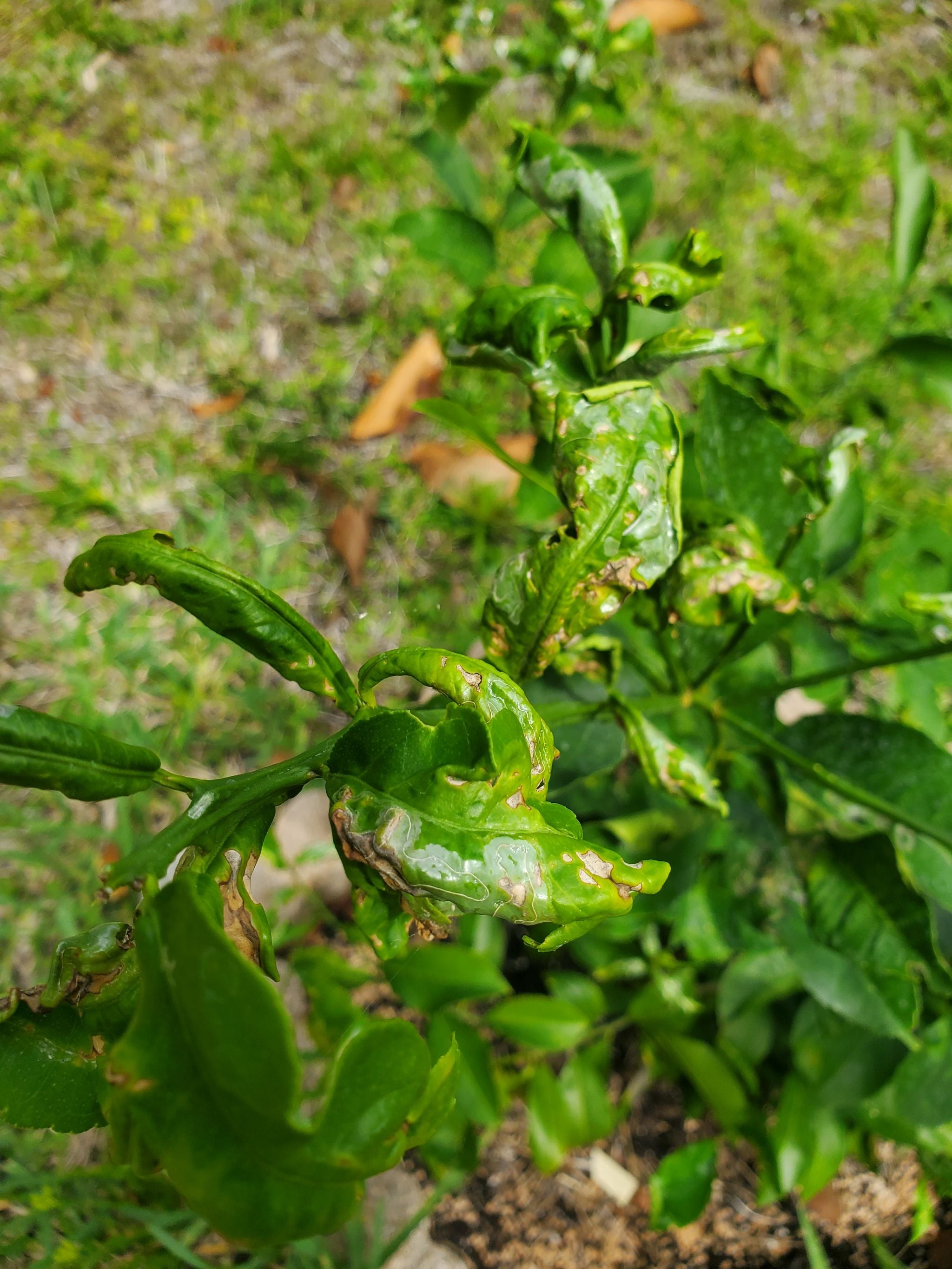 Why does my lime tree's leaves look like this? Which nast...