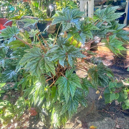 Photo of the plant species Pegasus Begonia by @Katiekinns named Fledge on Greg, the plant care app