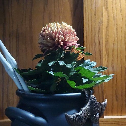 Photo of the plant species Chrysanthemum by @Katiekinns named Chrys on Greg, the plant care app