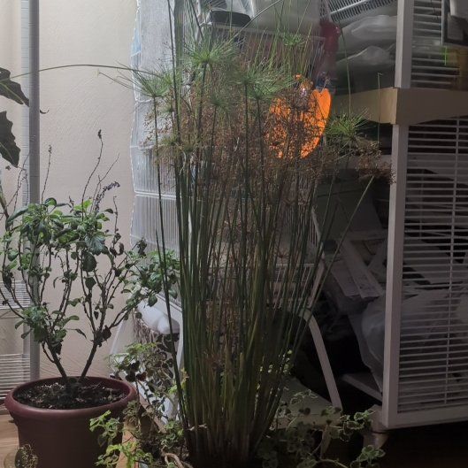 Photo of the plant species Papyrus by @Katiekinns named Papyrus on Greg, the plant care app