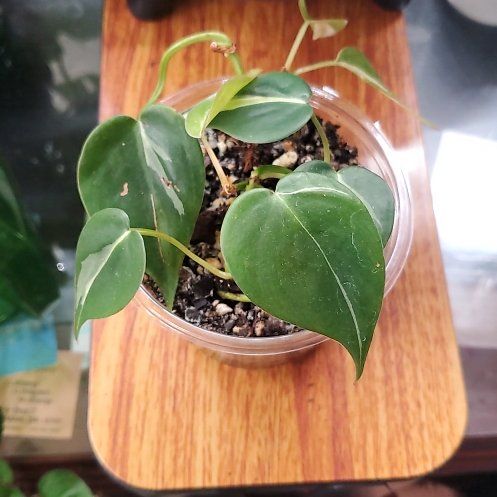 Photo of the plant species Philodendron cream splash by @Katiekinns named Beyonce on Greg, the plant care app