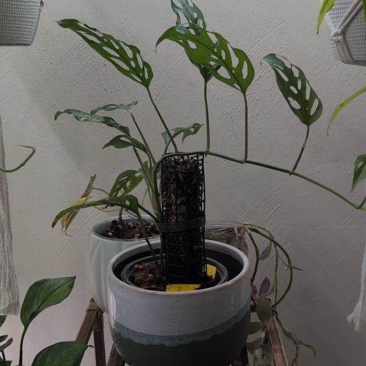 Photo of the plant species monstera by @Katiekinns named Monstera laniata on Greg, the plant care app
