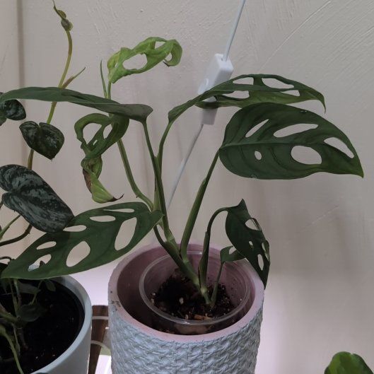 Photo of the plant species Monstera esqueleto by @Katiekinns named Monstera esqueleto on Greg, the plant care app
