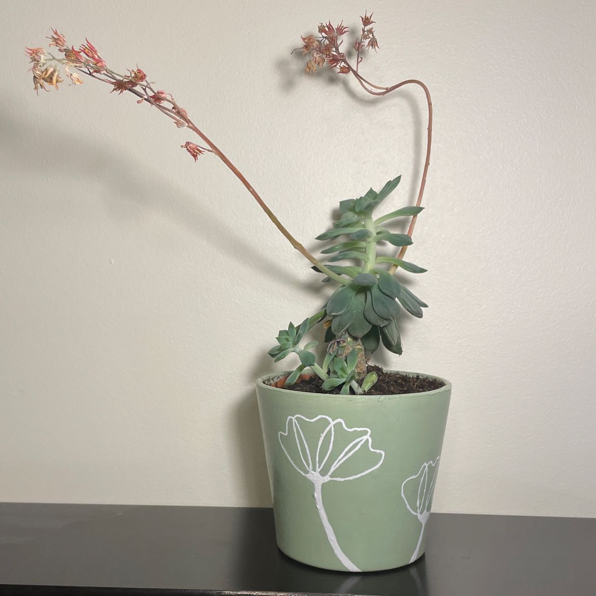Potted Sedeveria 'Dark Elf' plant with elongated stems and flowers.