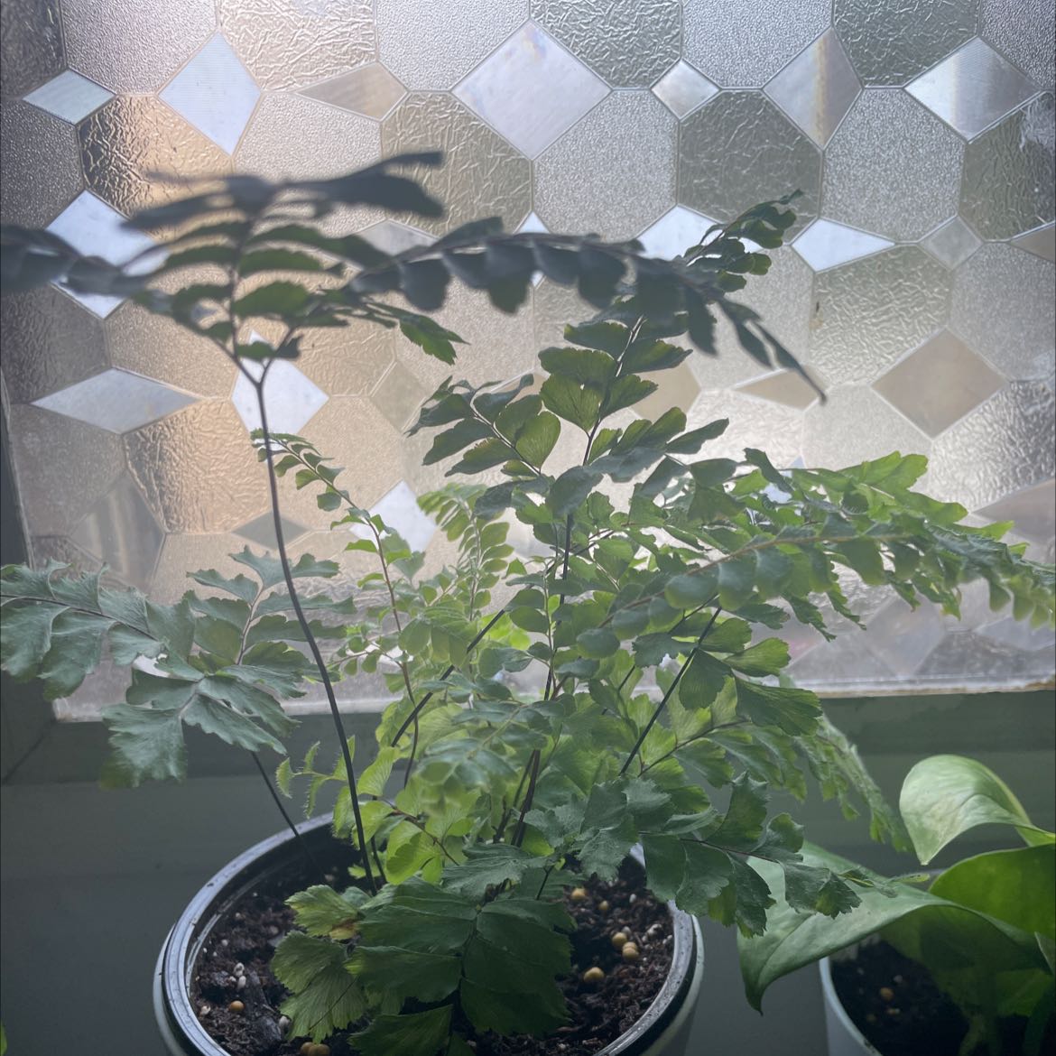 Northern Maidenhair Fern in a pot near a window with patterned glass.
