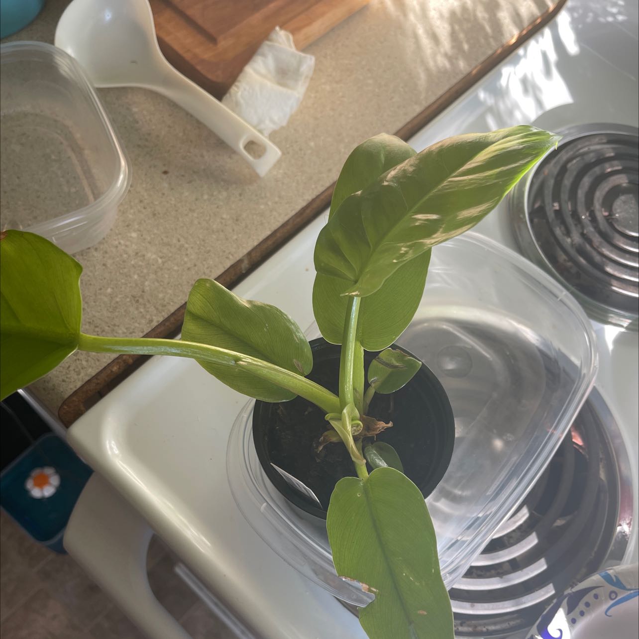 Philodendron Golden Melinonii plant in a small pot on a kitchen stove.