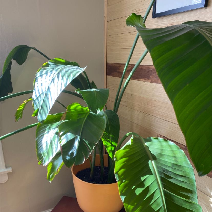 Photo of the plant species White Bird of Paradise by @AmiableGrass named Big Mama on Greg, the plant care app