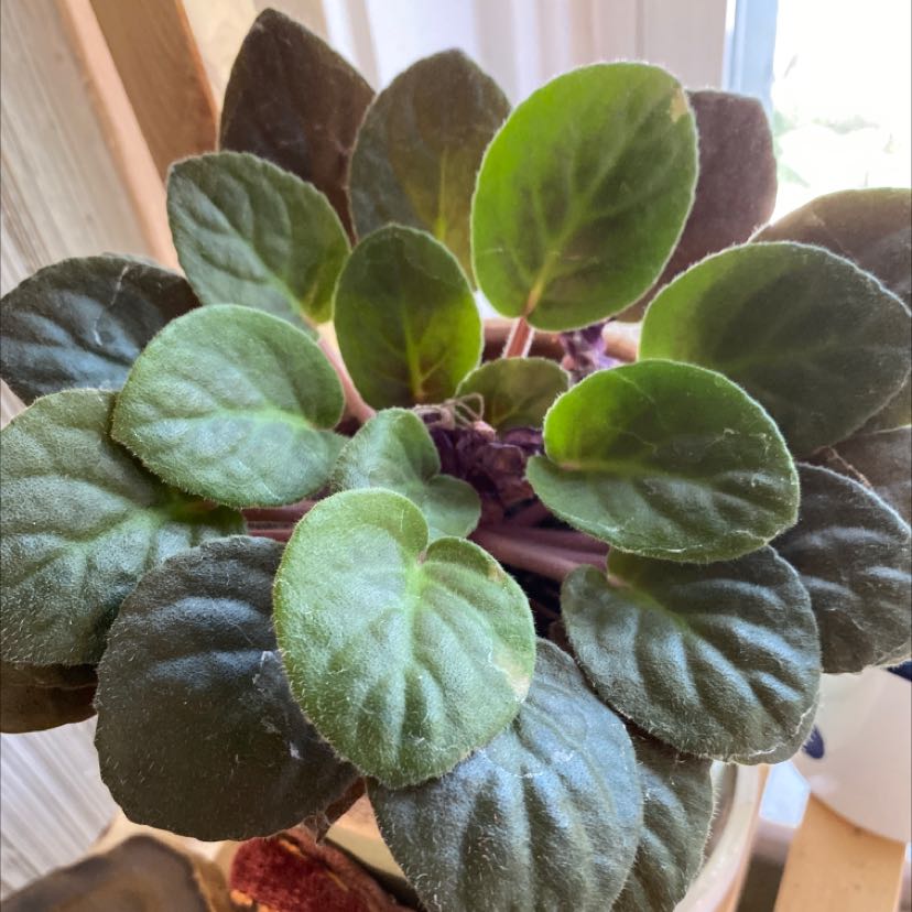 Photo of the plant species Kenyan Violet by @AmiableGrass named Viola on Greg, the plant care app
