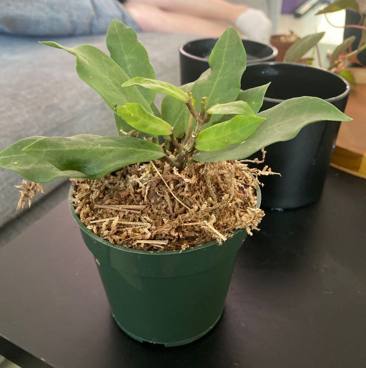 Photo of the plant species Hoya Patricia by @BegoniaHead23 named Patricia on Greg, the plant care app