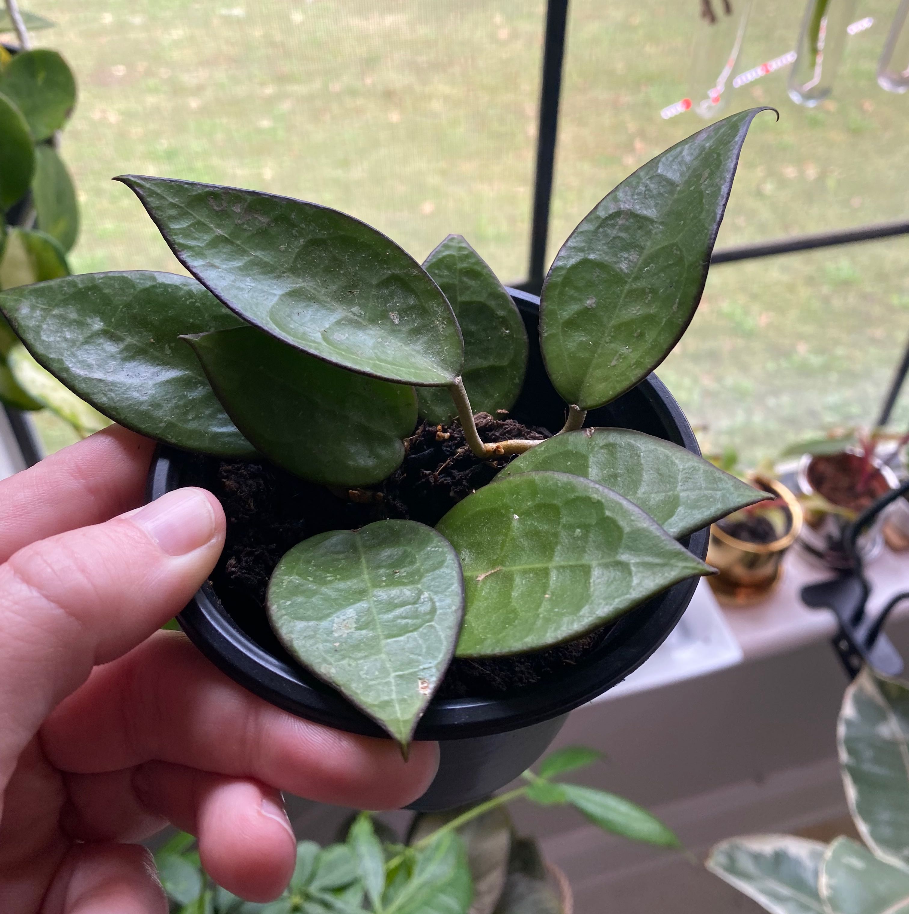 Hoya parasitica 'Black Margin' plant in a small pot, held by a hand, with other plants in the background.