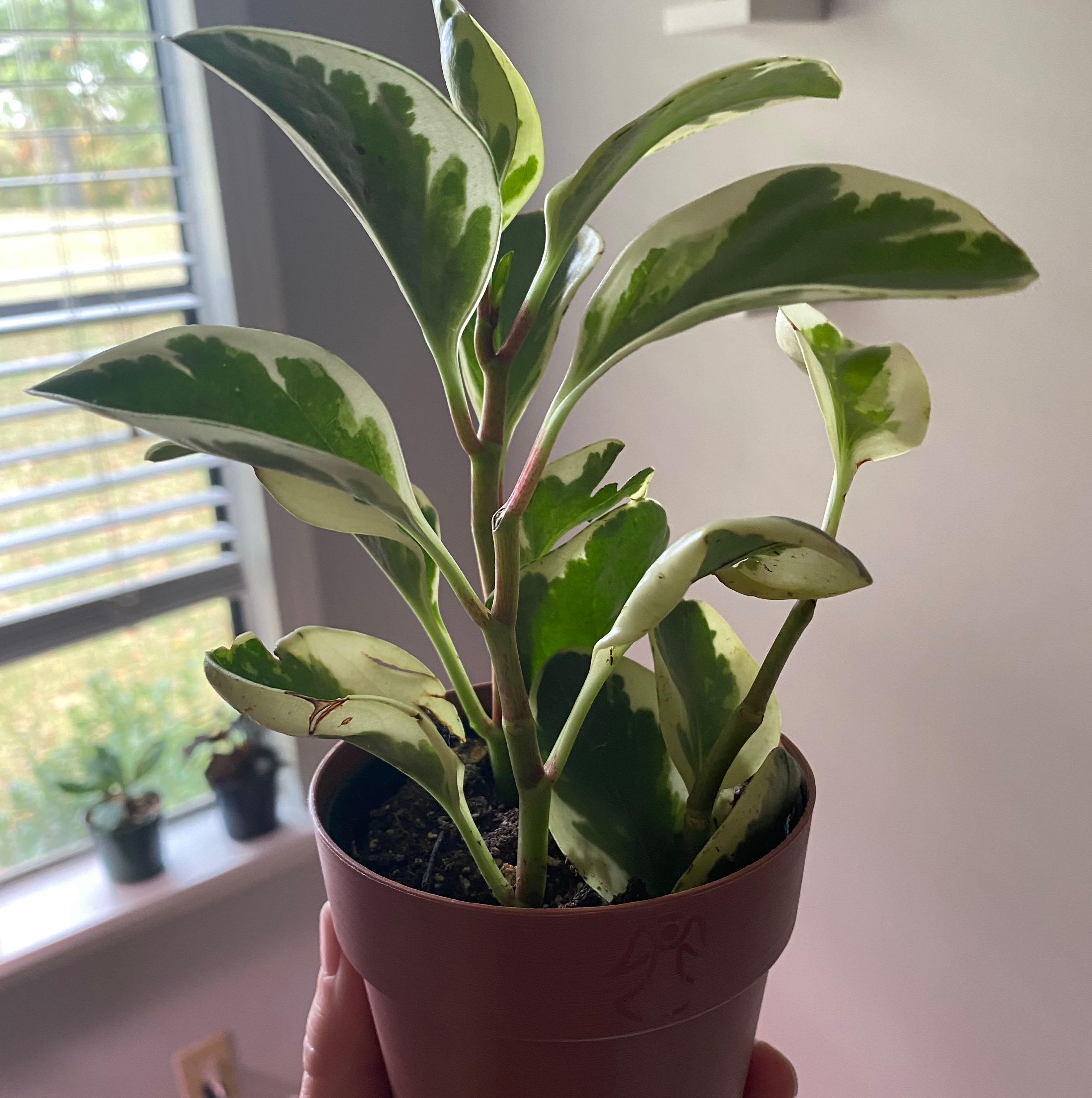 Variegated Peperomia Scandens plant in a pot, held by a hand, with a window in the background.