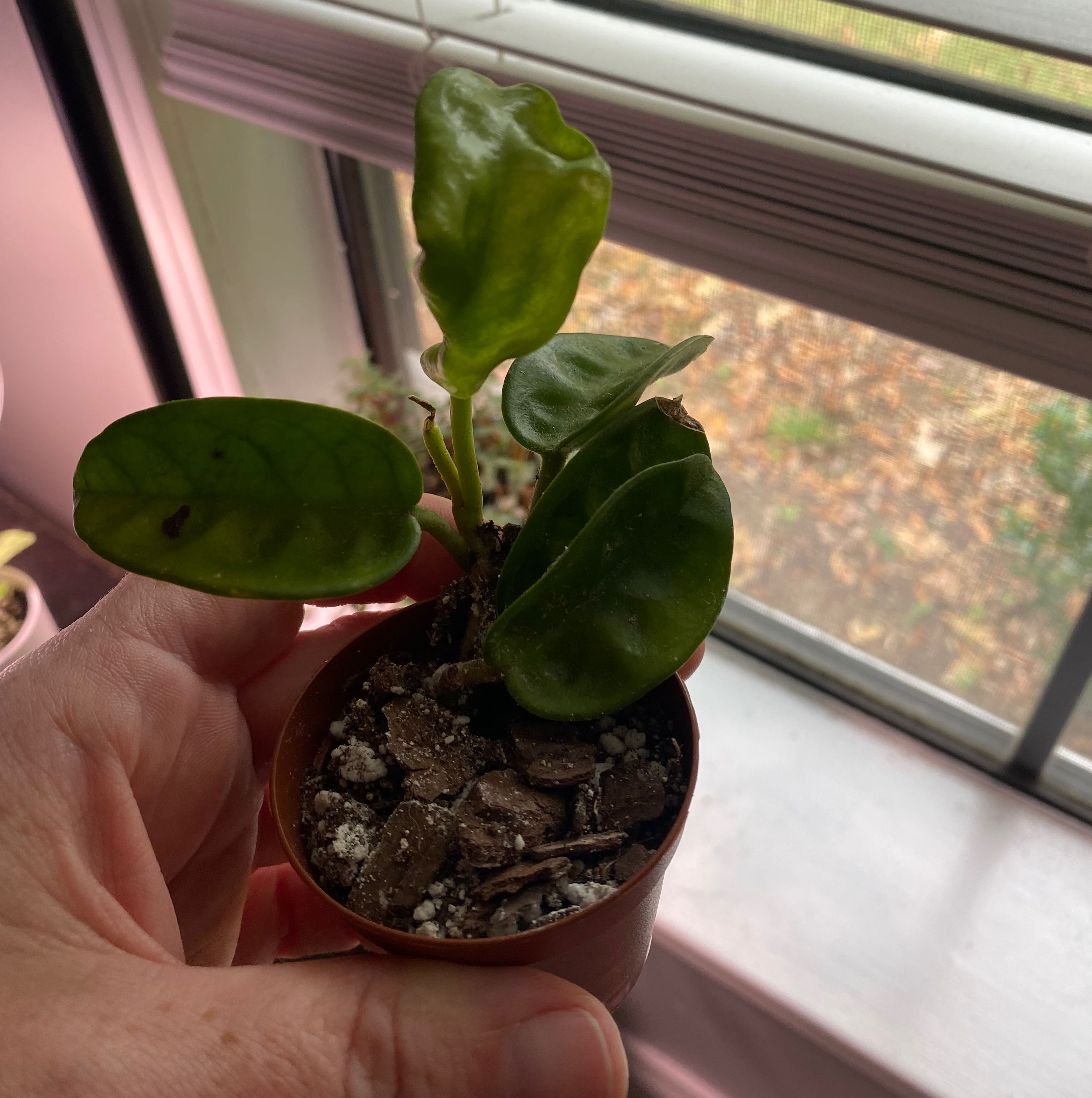Hoya Carnosa Krinkle 8 plant in a pot, held by a hand, with visible soil.