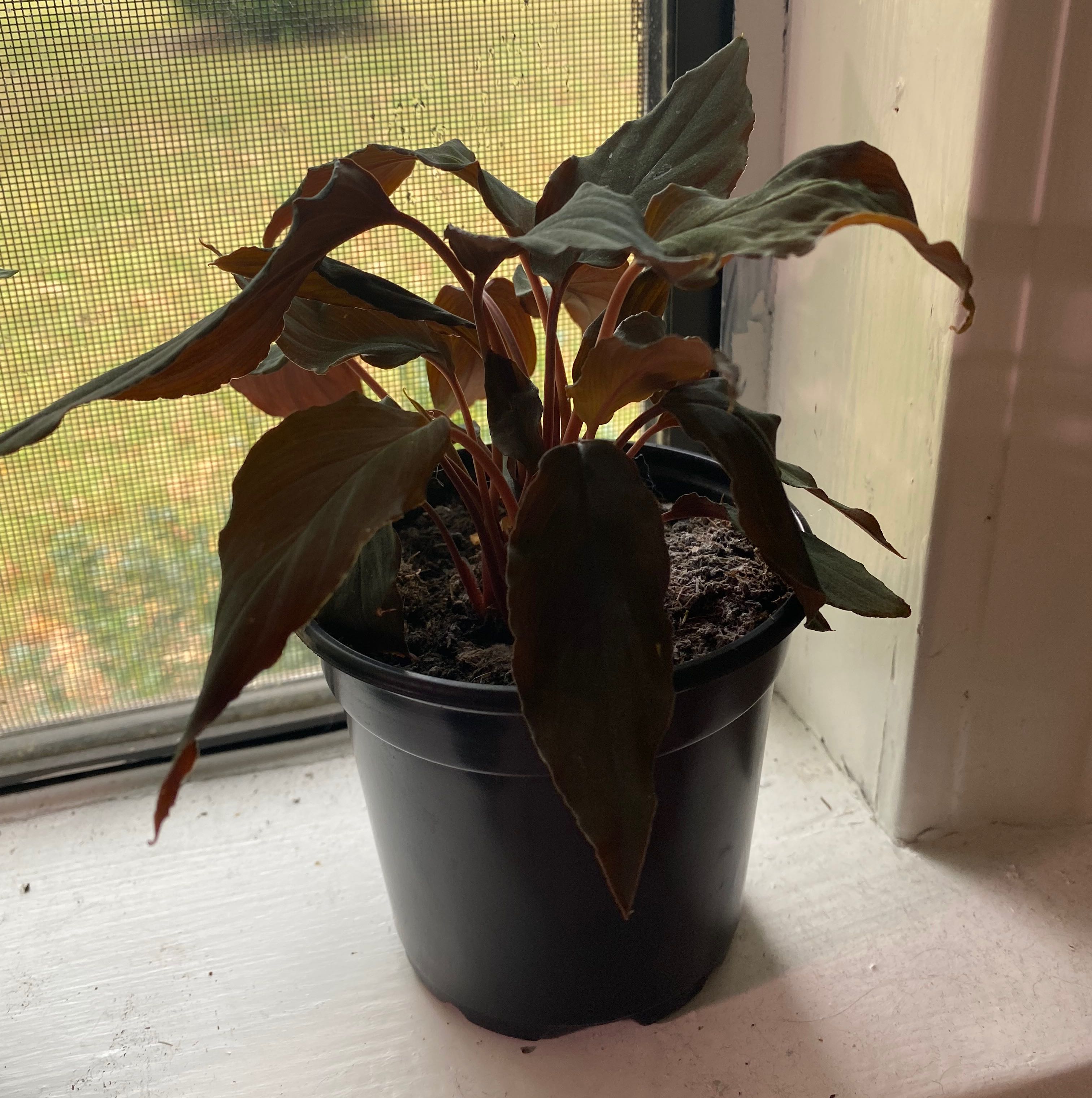 Photo of the plant species Black Homalomena by @BegoniaHead23 named Black Betty on Greg, the plant care app