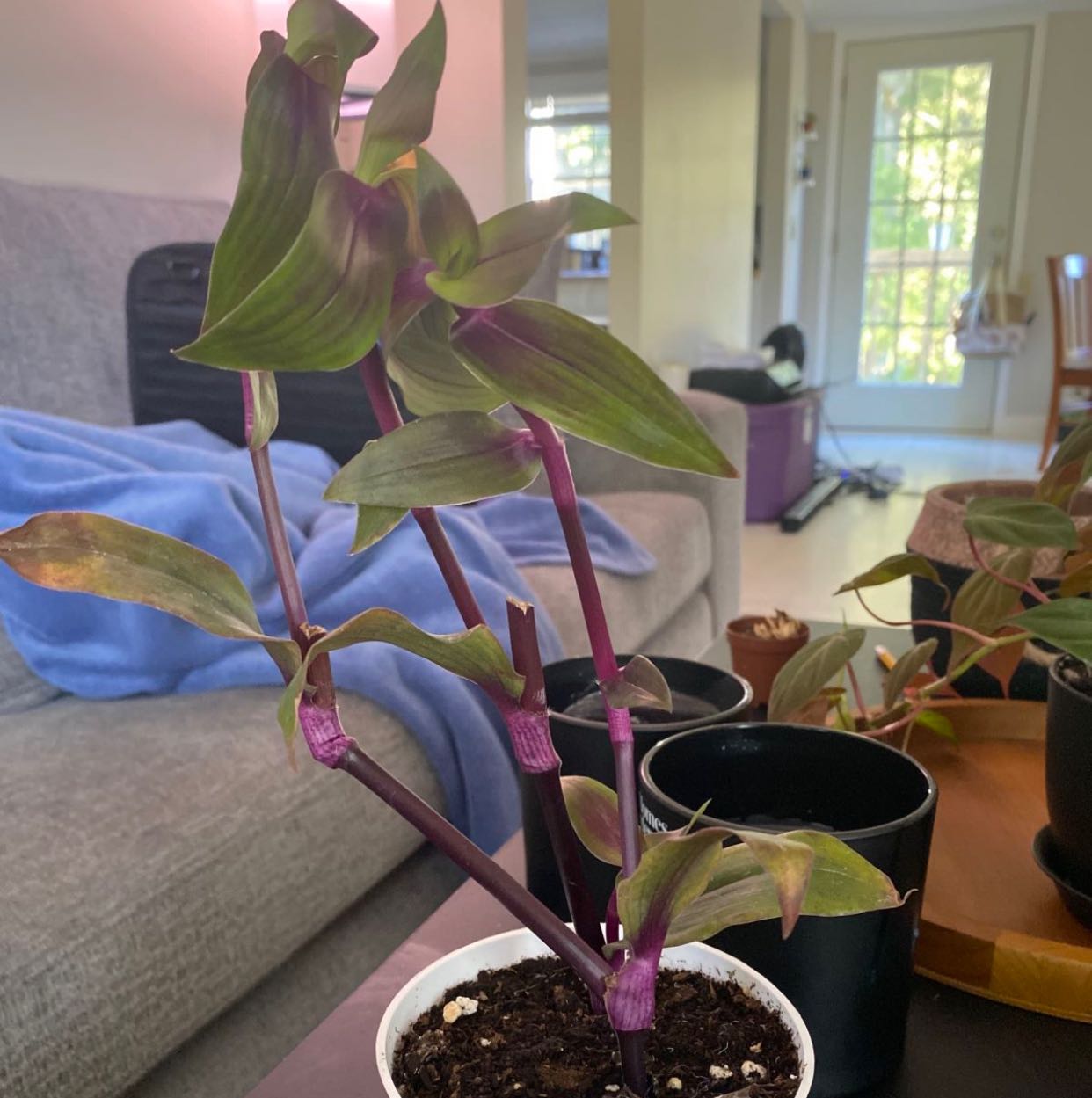 Photo of the plant species Tradescantia Purple Scimitars by @BegoniaHead23 named Cora on Greg, the plant care app