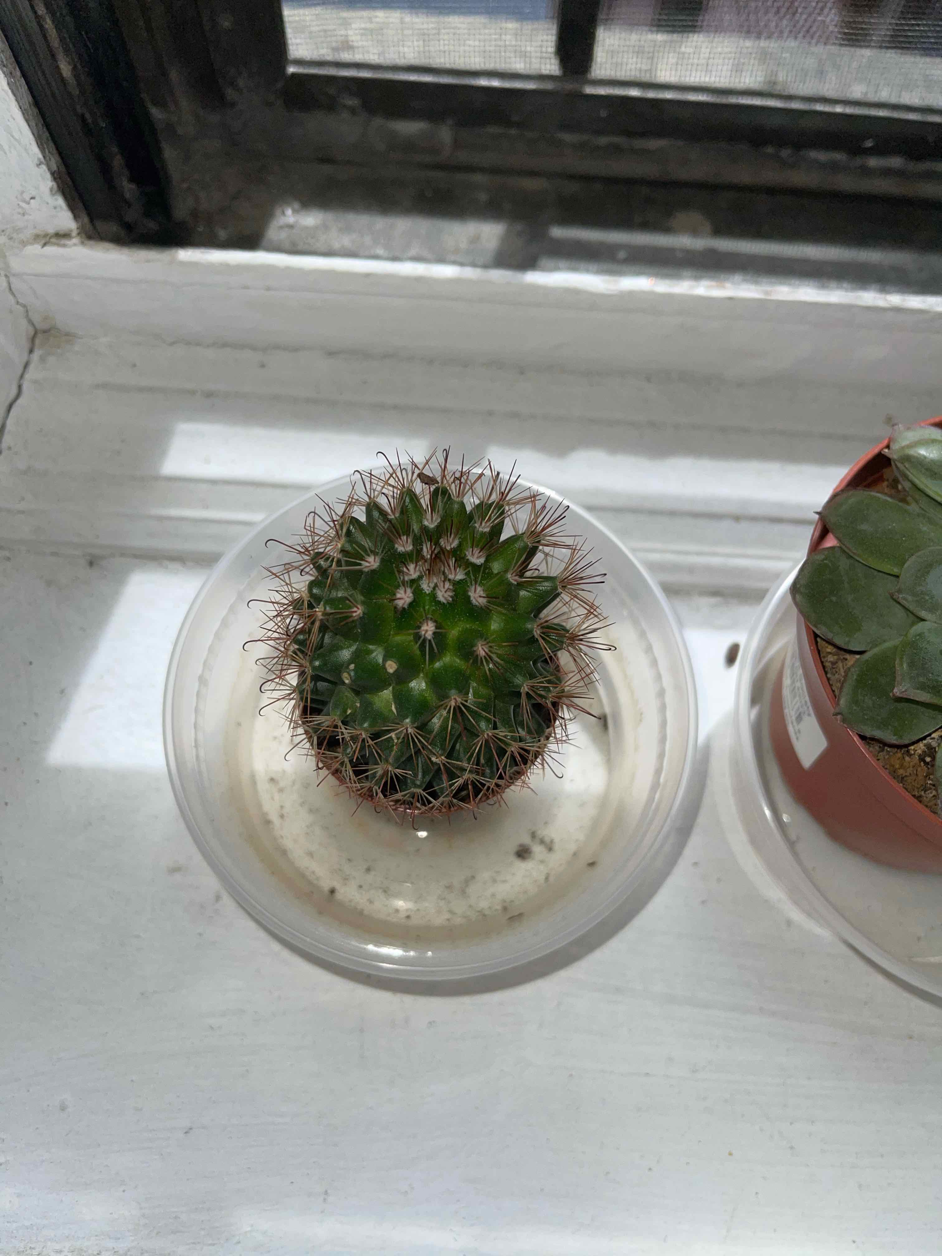 Little Nipple Cactus on a windowsill, healthy and well-framed.