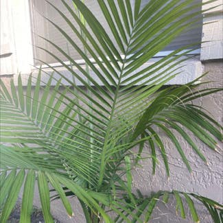 Majesty Palm plant in Tampa, Florida