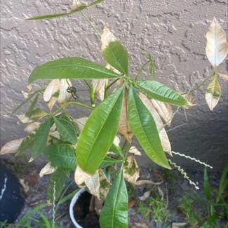 Money Tree plant in Tampa, Florida