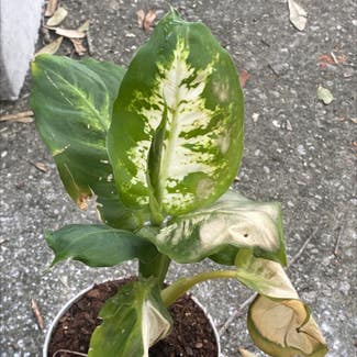 Dieffenbachia plant in Tampa, Florida